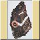 0020 Cr�puscule (40x28cm) 250 �.jpg